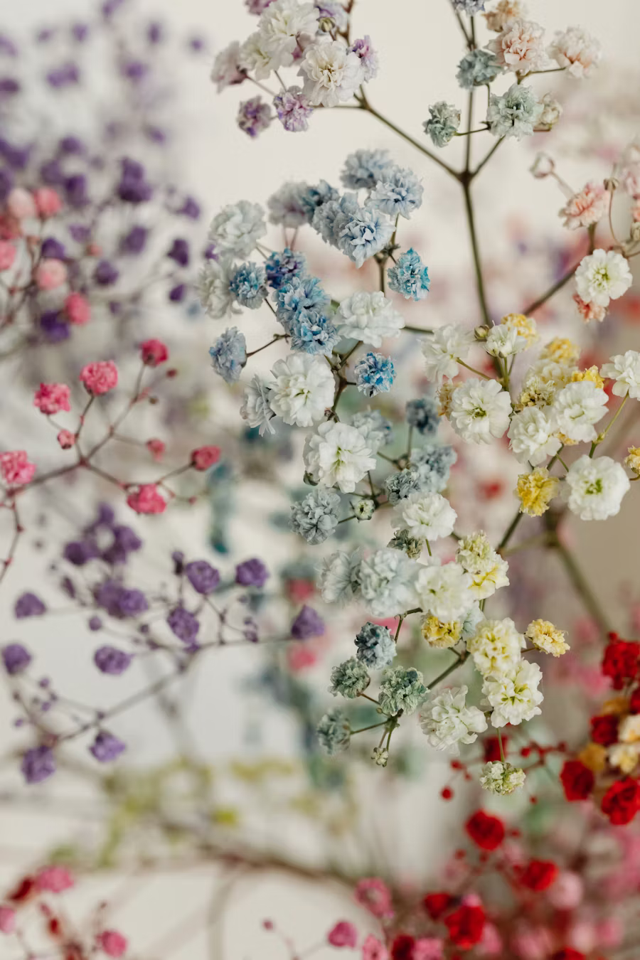 Gros plan sur de la gypsophile teintée, dégradé de rose, blanc et bleu